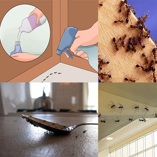 Φυσικός τρόπος για να εξαφανίσετε τα μυρμήγκια από το σπίτι σας