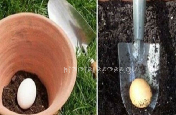 Γιατί θα πρέπει να θάψετε ένα ωμό αυγό στο έδαφος; Ένα καταπληκτικό τρικ!