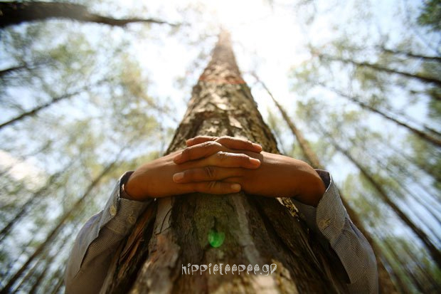 Το αγκάλισμα των δέντρων μπορεί να βοηθήσει την υγεία του ανθρώπου